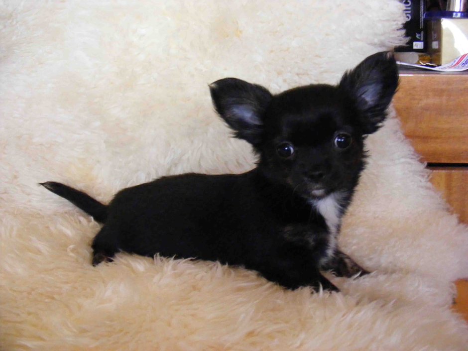 Чихуахуа ДШ щенок черный