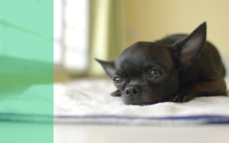 Чихуахуа черный гладкошерстный