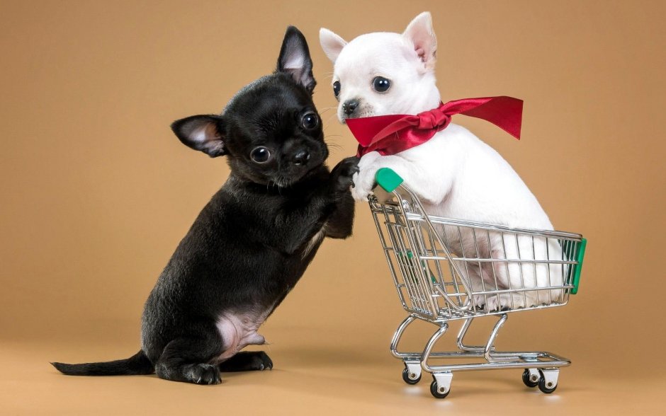 Собачка чихуахуа