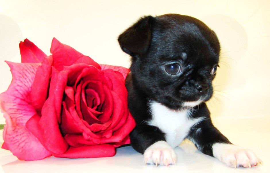 Маленькие чихуахуа щенки черные