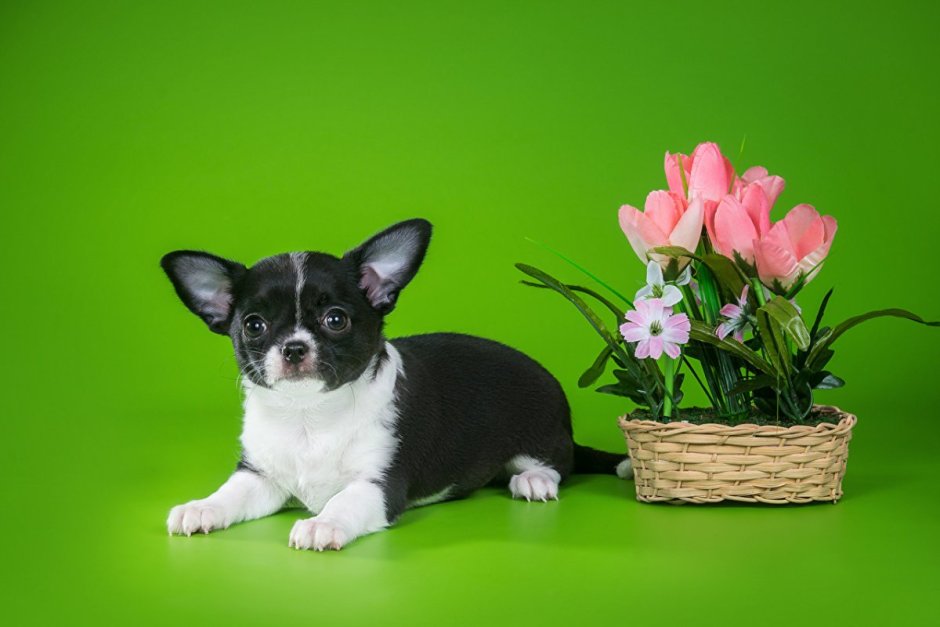 Собака на зеленом фоне