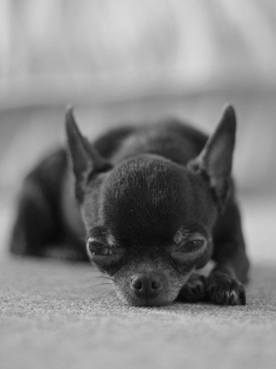 Чихуахуа черный гладкошерстный