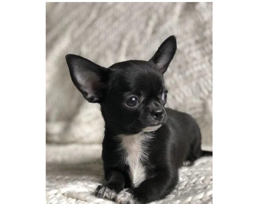 Чихуахуа черный гладкошерстный