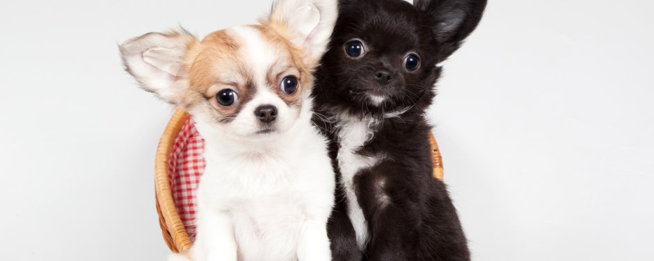 Предки чихуахуа