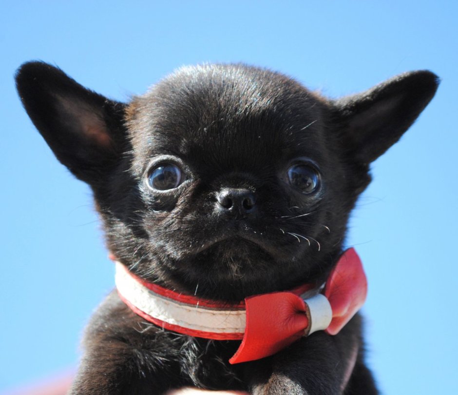 Чихуахуа темная