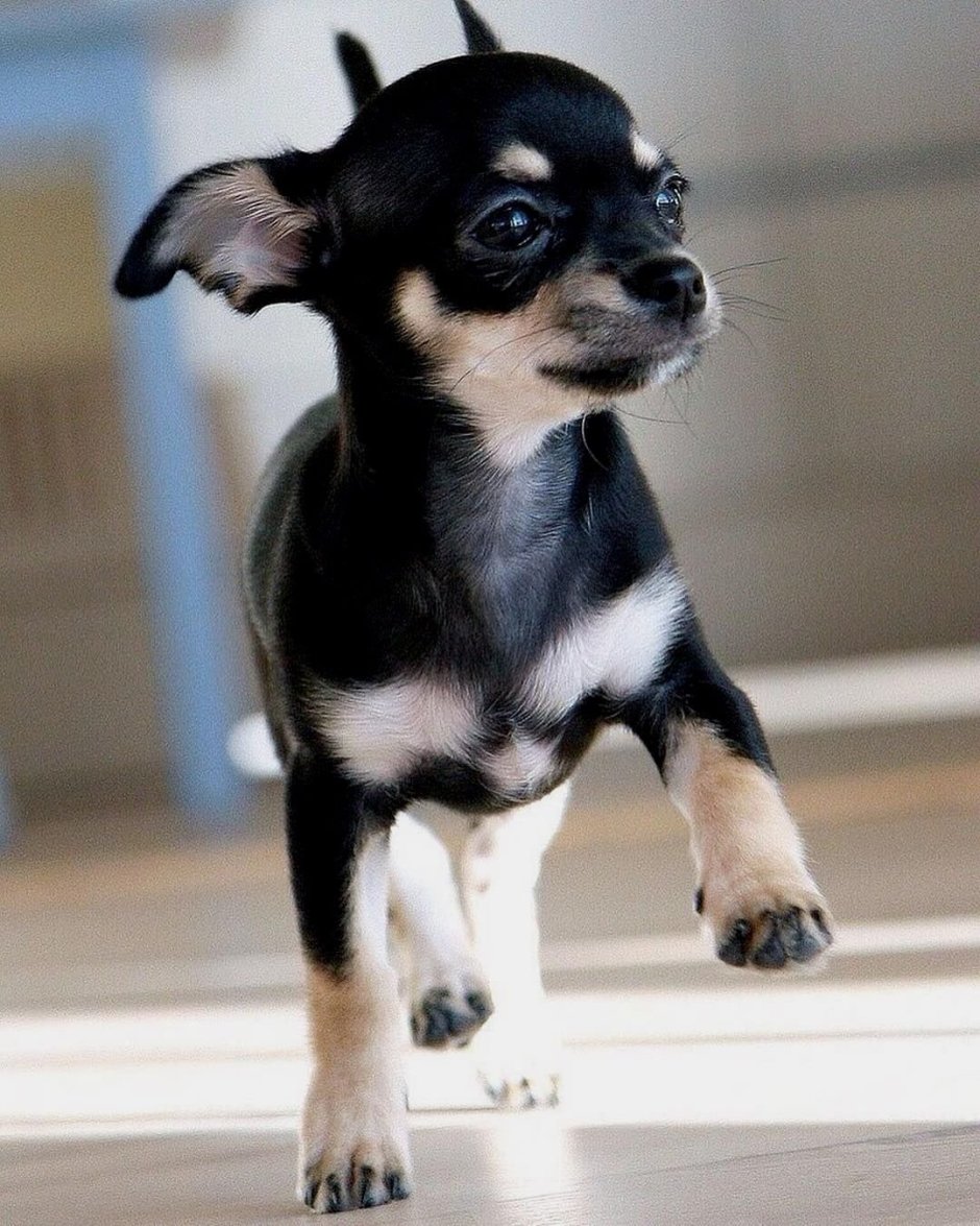 Карликовый чихуахуа