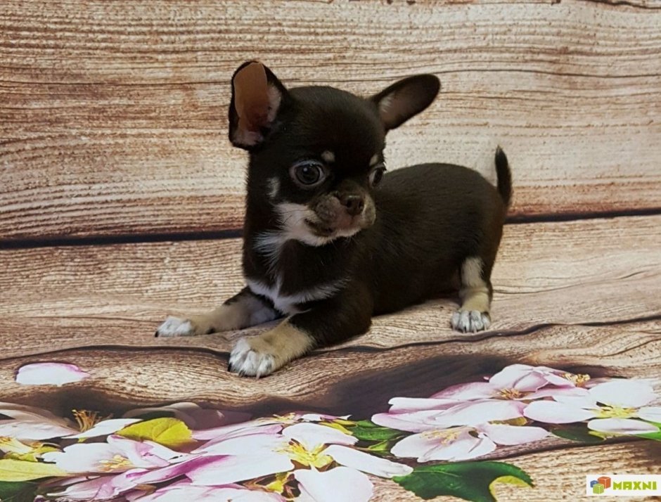 Чихуахуа подпалый