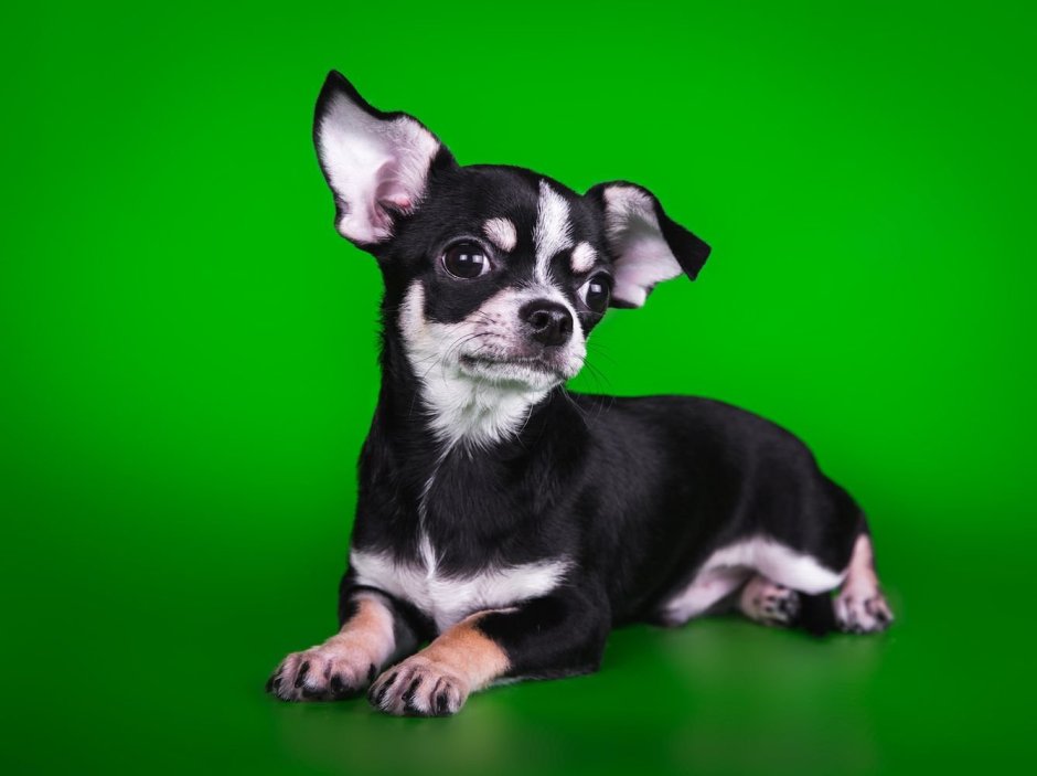 Чихуахуа черно подпалый