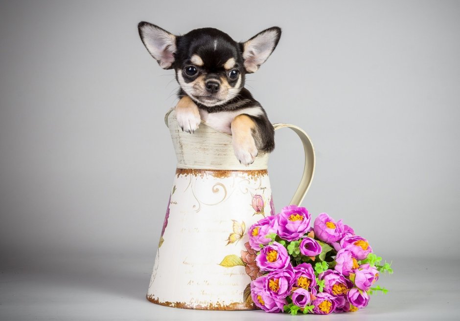 Чихуахуа бабочка