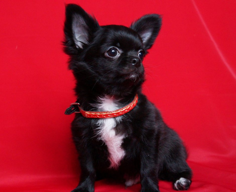 Чихуахуа черный гладкошерстный