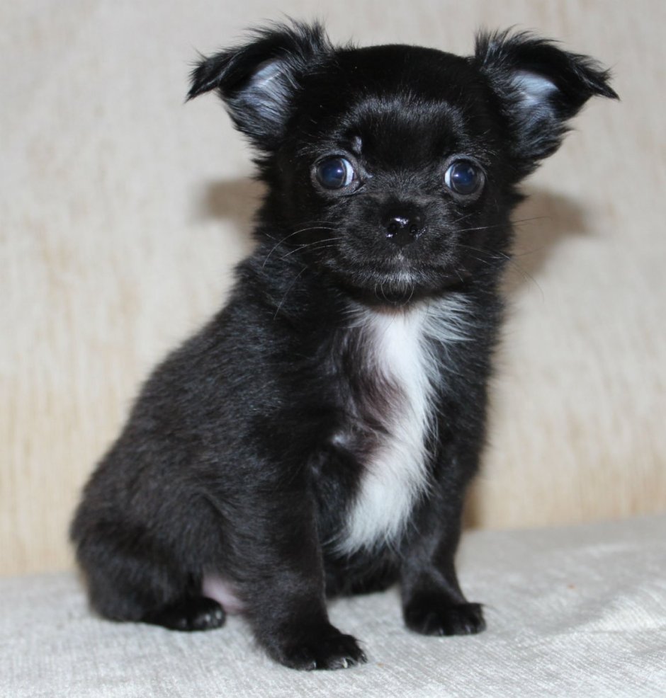 Чихуахуа длинношерстный черный