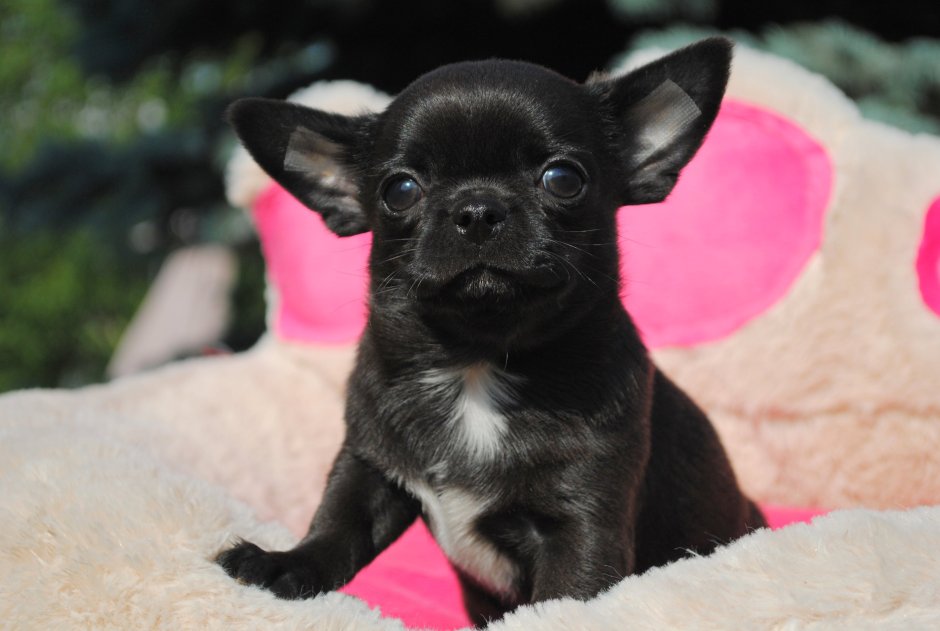 Щенок чихуахуа черный