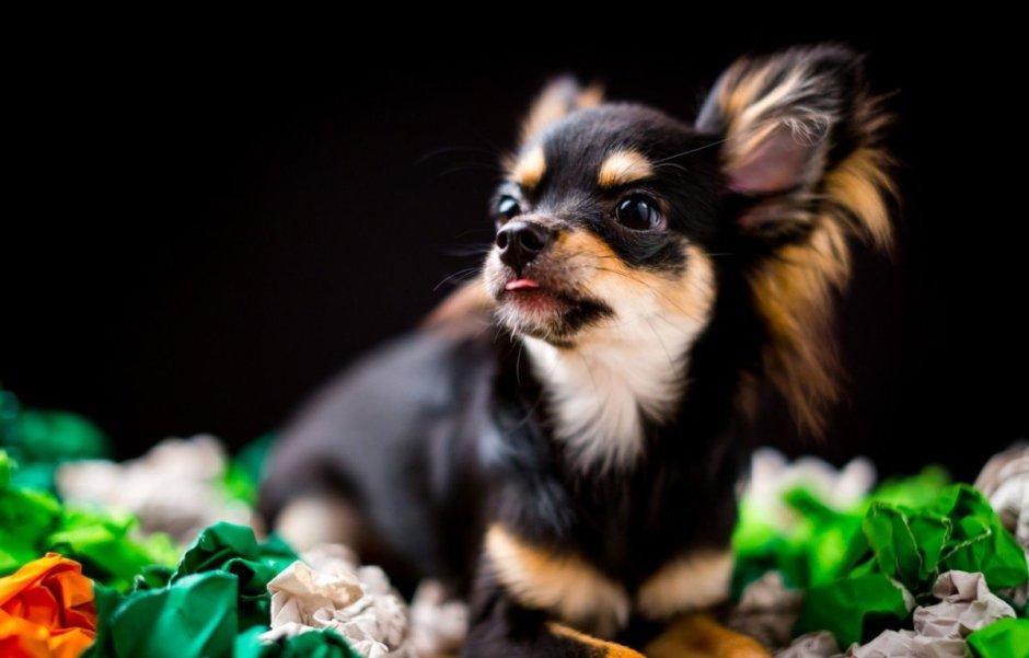 Обои на телефон собачки