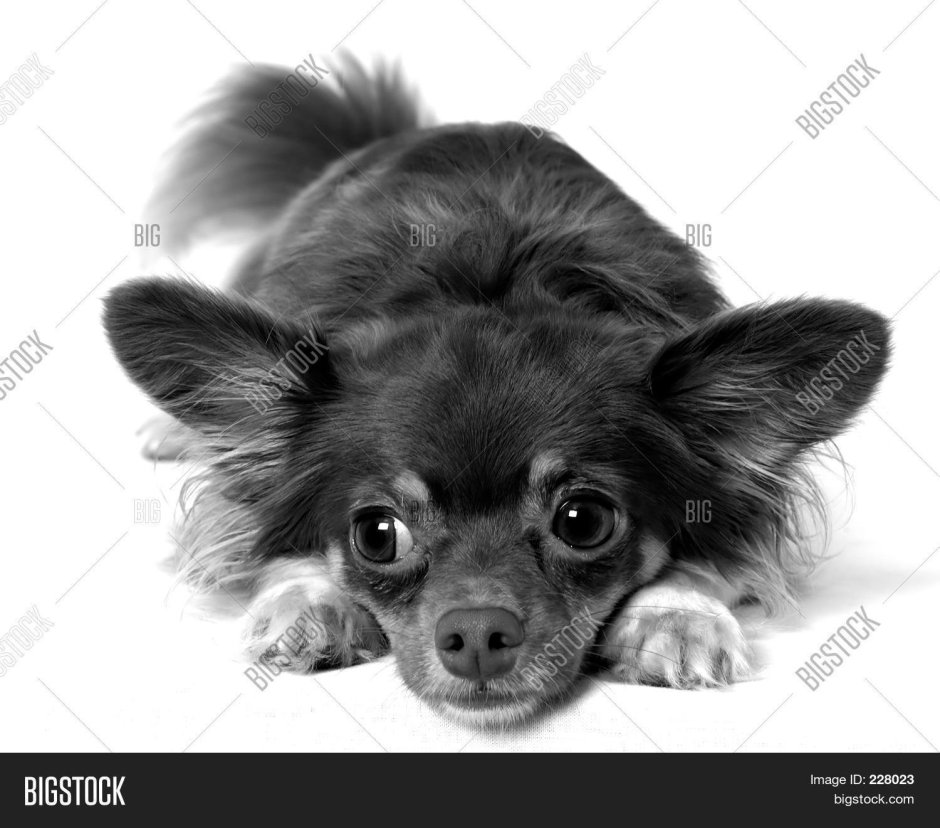 Чихуахуа черный длинношерстный щенок