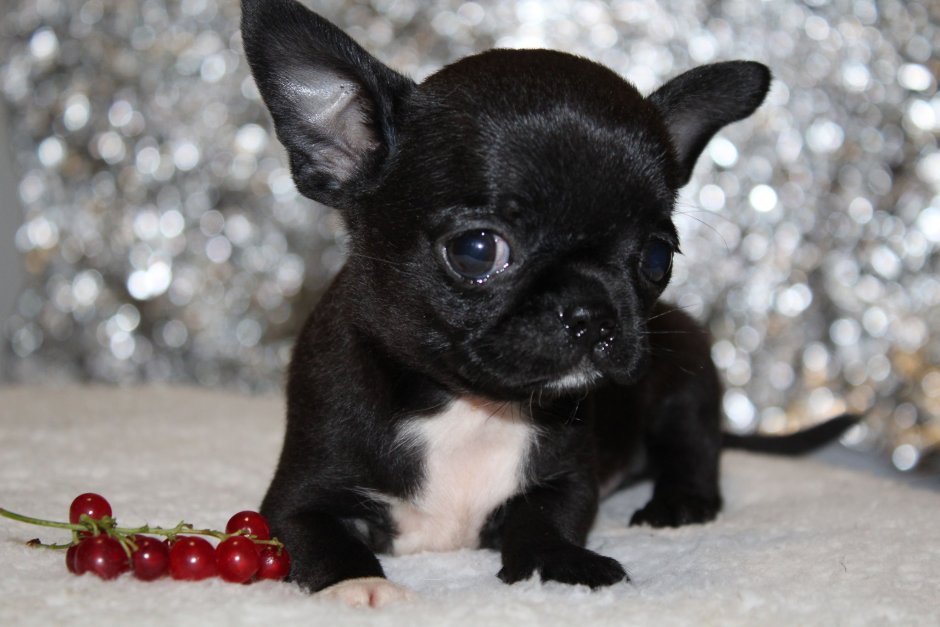 Чихуахуа черный гладкошерстный