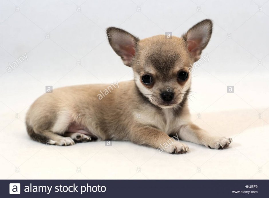 Чихуахуа бежевый