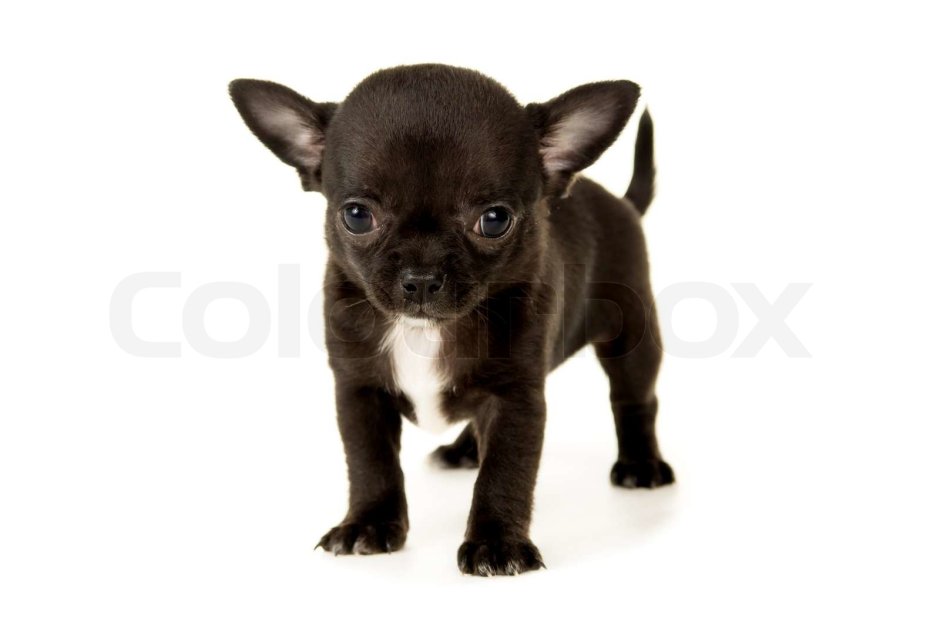 Мелкая собака чихуа черно белая стоит на задних