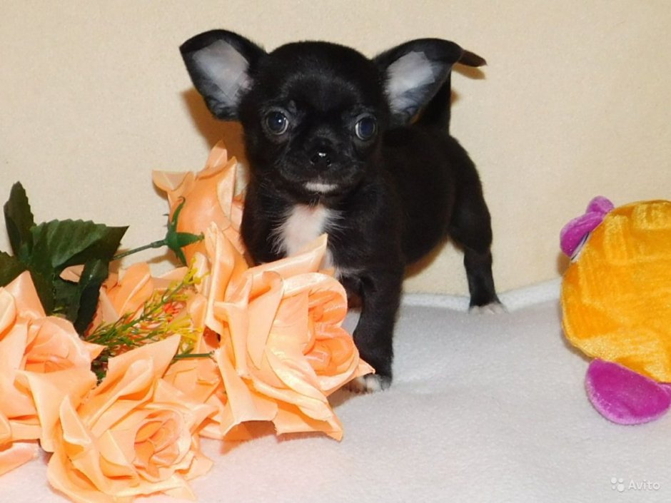 Чихуахуа мини гладкошерстные