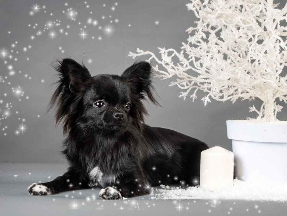 Чихуахуа пушистая черная