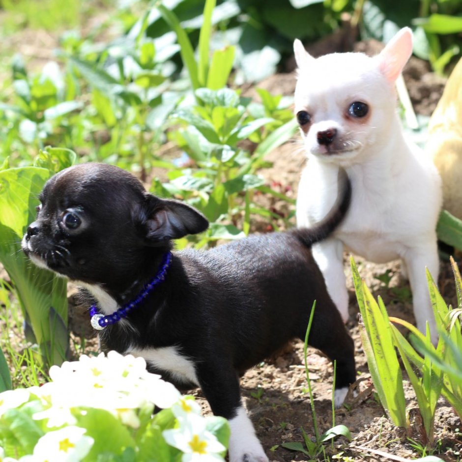 Чихуахуа кобби