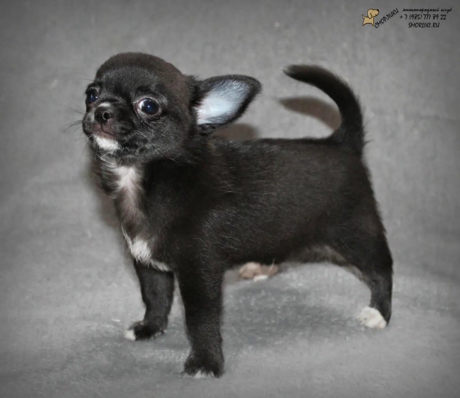 Чихуахуа черный гладкошерстный