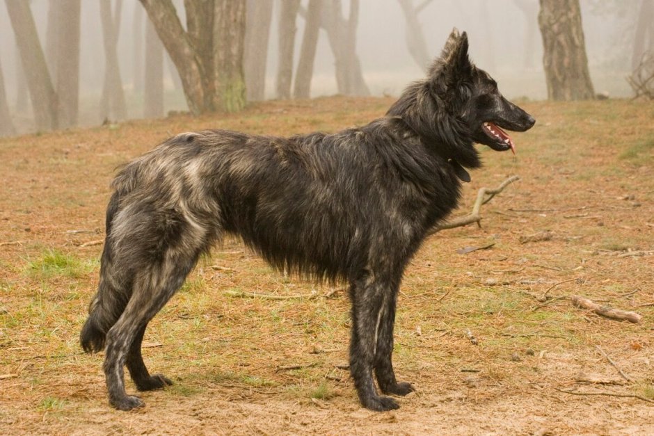 Голландская овчарка k9
