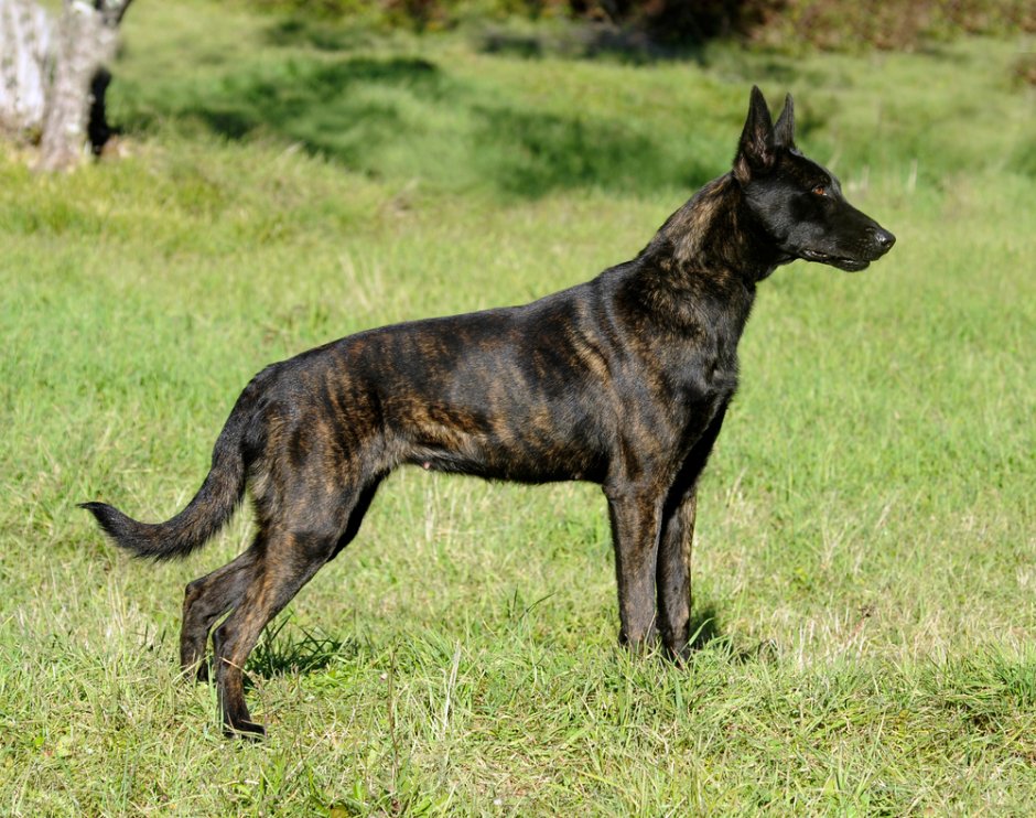 Chinook Dog Running