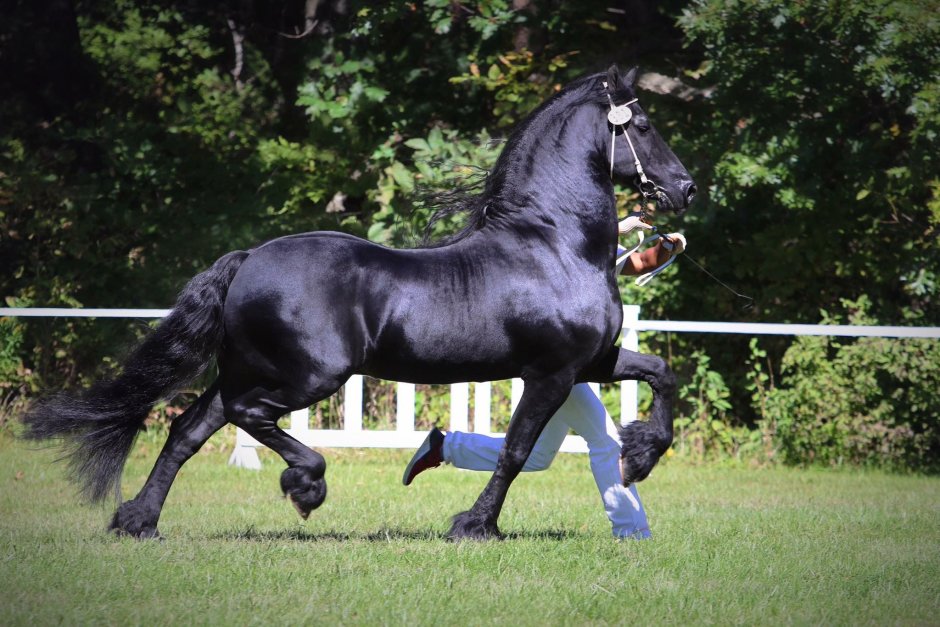 Andalusian Gipsy