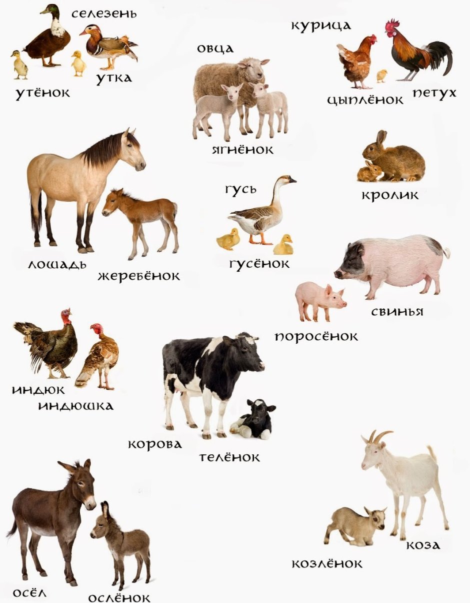 Список домашних животных