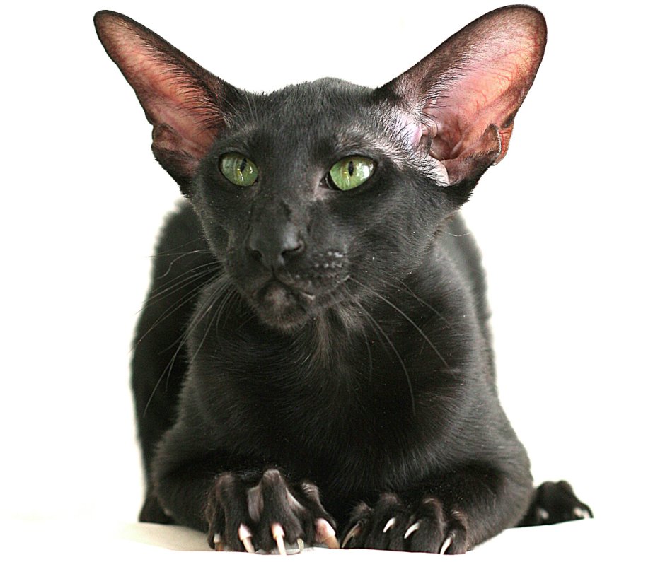 Коты ориенталы
