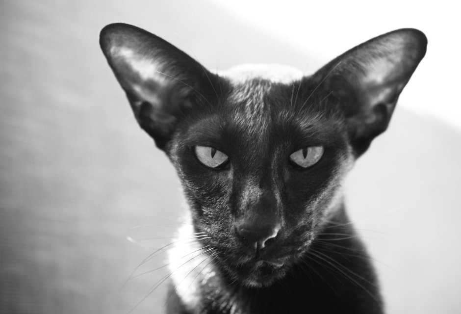 Коты ориенталы грузины