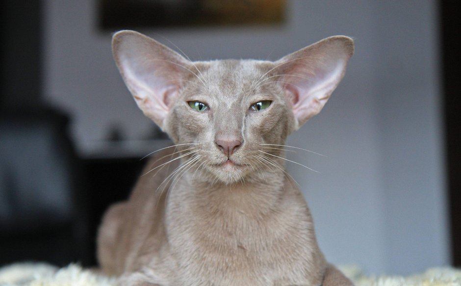Саблезубый ориентальный кот
