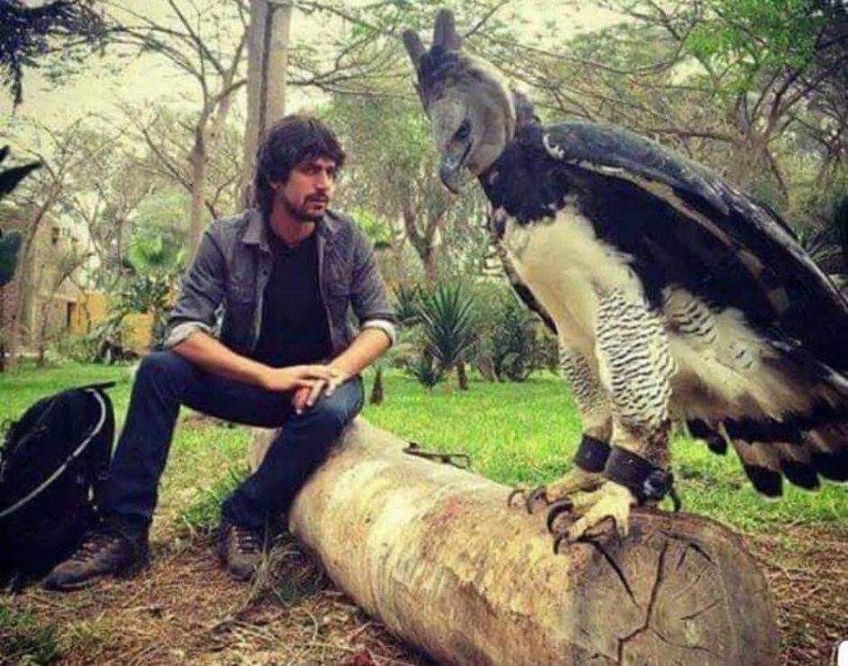 Stephanoaetus coronatus