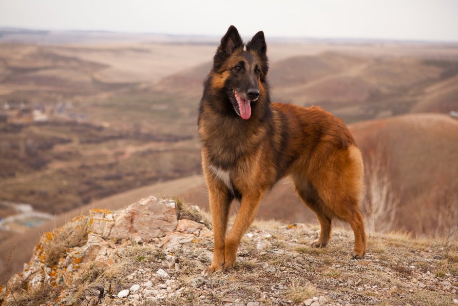 Belgian Shepherd Tervuren