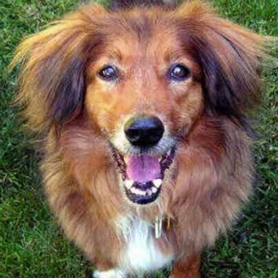 Дворняжка длинношерстная