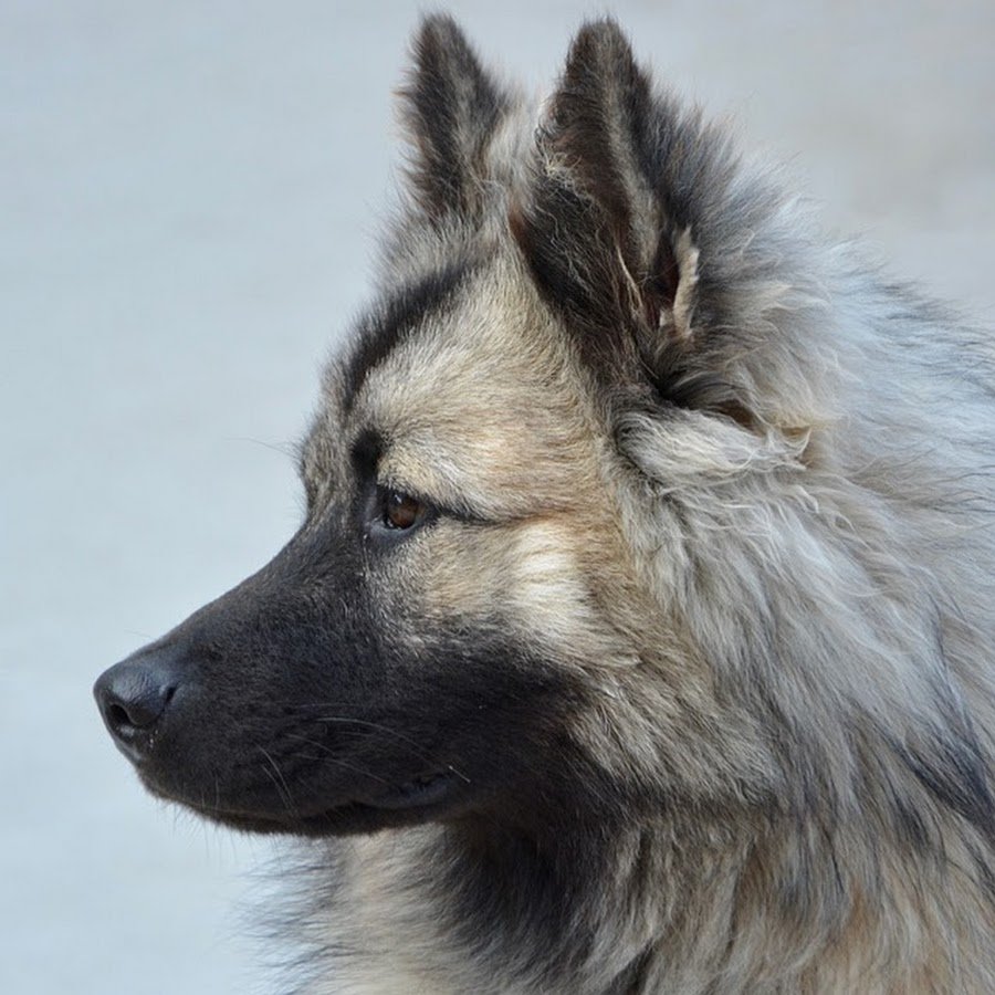 Русская псовая борзая белая