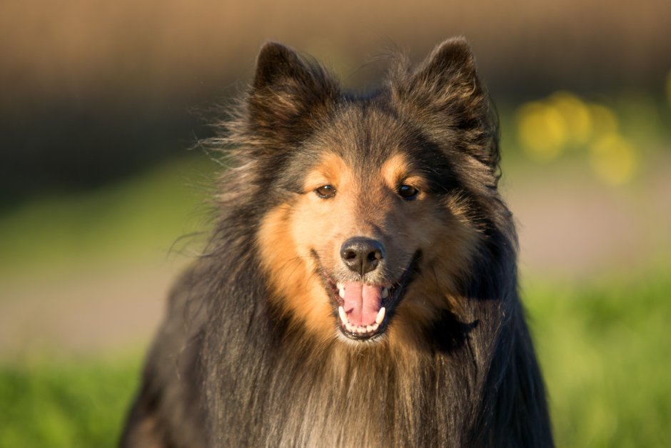 Маленькая пастушья собака