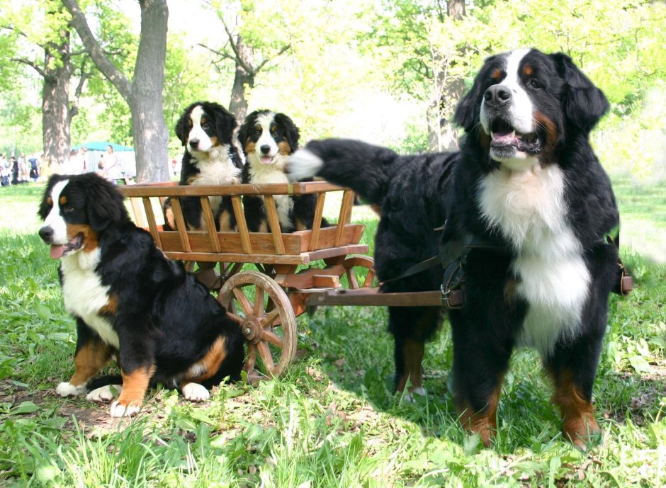Бернский зенненхунд и Сенбернар
