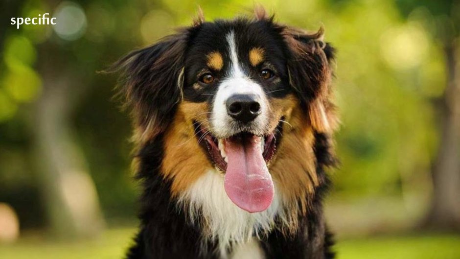 Корги и Бернский зенненхунд