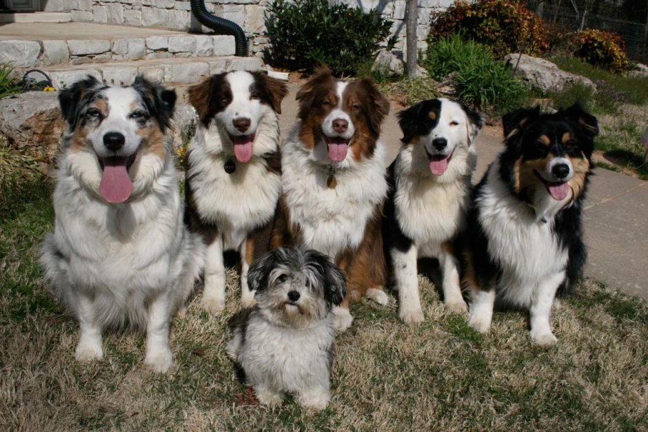 Породы небольших собак и их названия