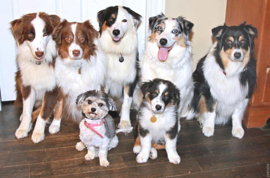 Доберман и аусси