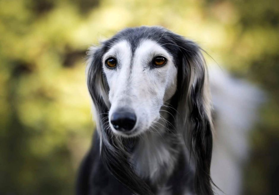 Ь? Собаки ме