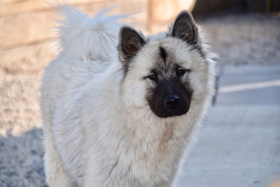 Лаки порода собаки