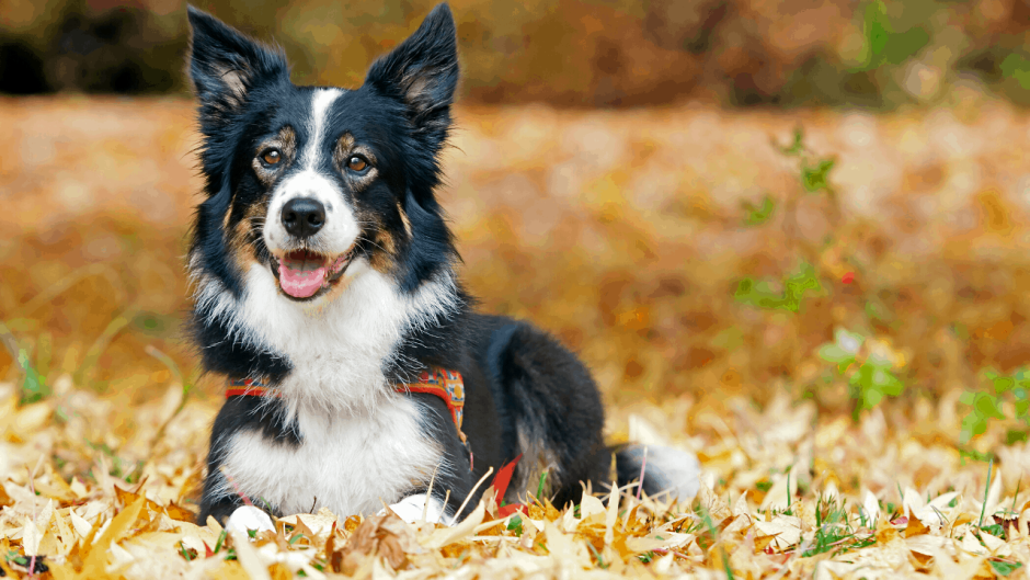 Бордер колли короткошерстный шоколадный