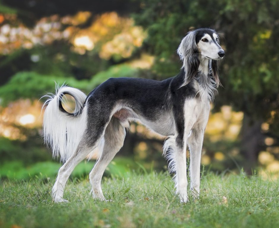 Салюки Грейхаунд Челлини