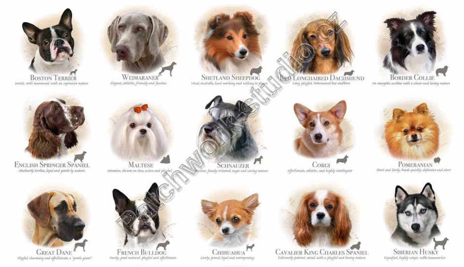 Бесерильо собака