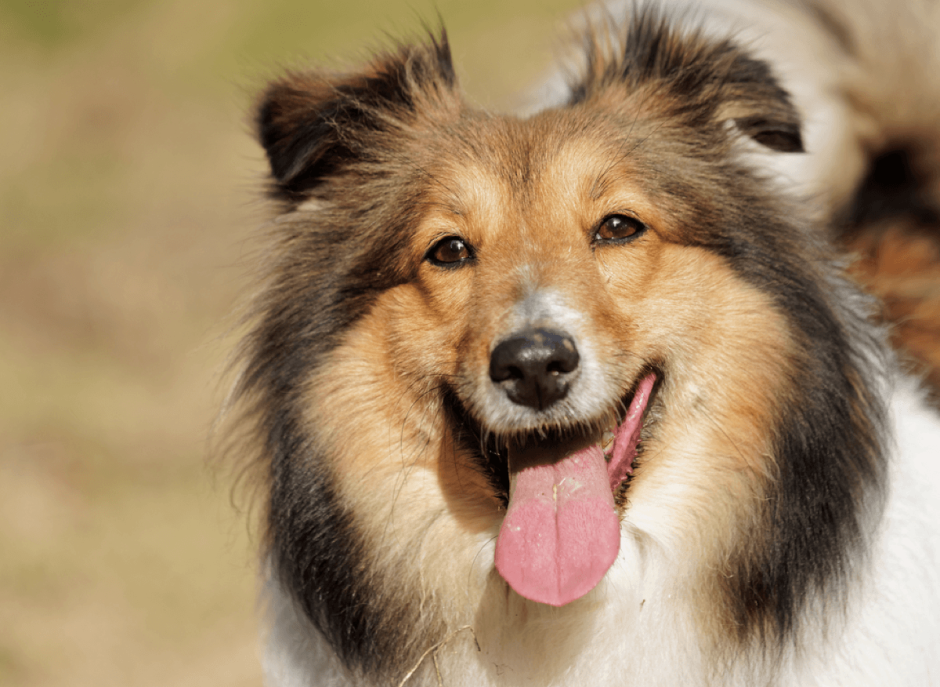 Афганский мастиф