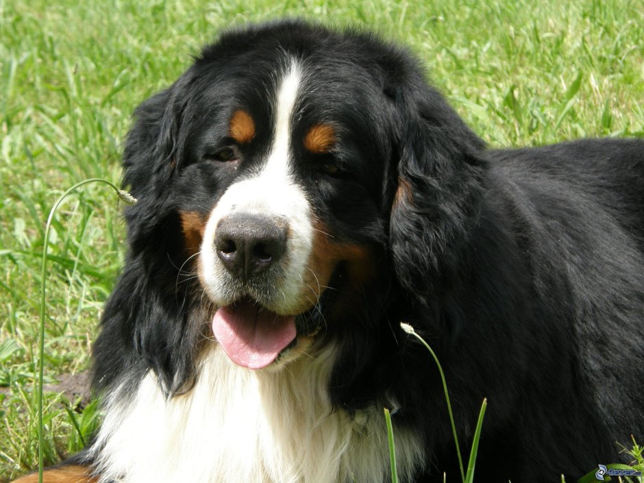 Аусси австралийская овчарка