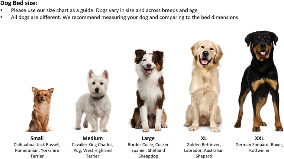 Афганская борзая лысая