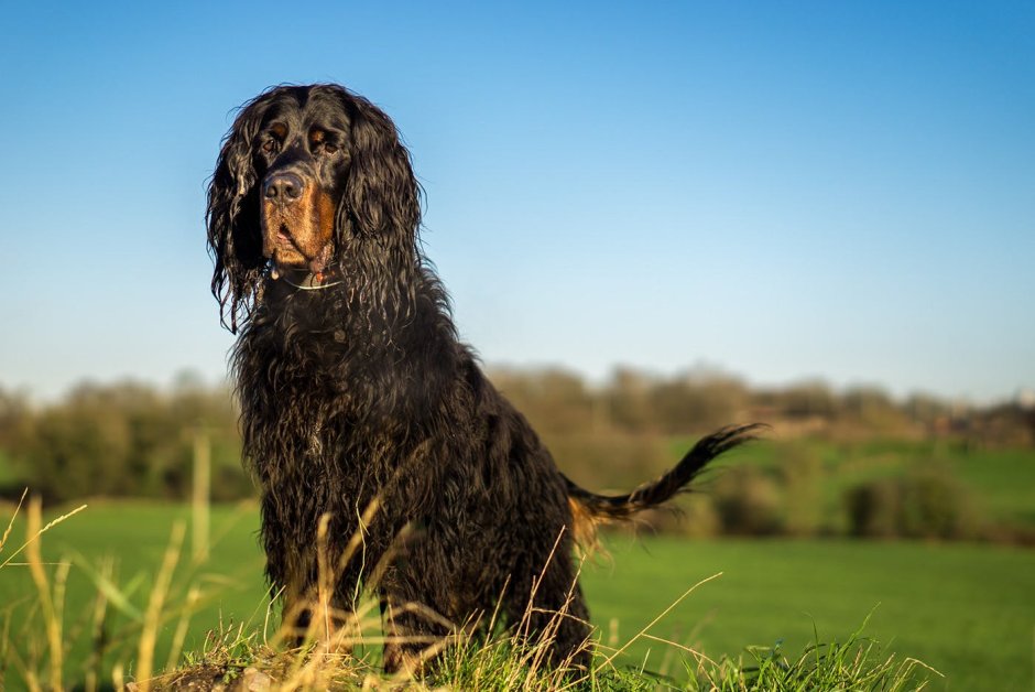 Gordon Setter порода собак